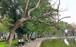 Chặt hạ cây sưa đỏ 100 năm tuổi ở hồ Hoàn Kiếm: Trồng thay thế cây gì phù hợp?