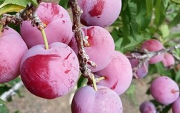 ‘Cherry Việt’ đổ bộ thị trường, giá chỉ 12.500 đồng/kg