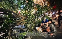Cây đa bất ngờ gãy đổ ngang đường, một người bị thương