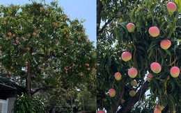 Truy tìm cây xoài được ca ngợi đẹp nhất Việt Nam, quả hồng đỏ như "đào tiên", ai đi qua cũng dặn lòng không nỡ hái