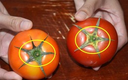 Nên chọn cà chua quả có núm 5 hay 6 cánh?