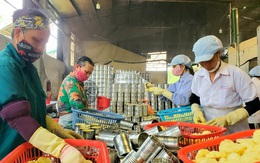 Thầy giáo kiếm thêm hàng chục tỷ đồng mỗi năm nhờ quả "trăm mắt"