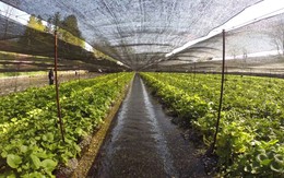 Loại “rau cải” gần 6 triệu đồng/kg muốn kinh doanh cũng hiếm có để bán, người dùng toàn ăn hàng giả mà không thể bất bình vì một lý do