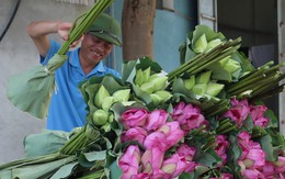 Mùa hoa sen nở hái cả triệu bông, anh nông dân thu 8 tỷ đồng