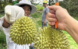 Trung Quốc chi tiền gấp 5 để mua rau quả, xe chở sầu riêng ùn ùn lên cửa khẩu