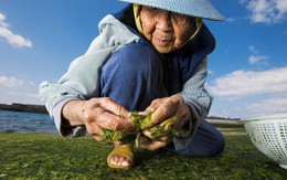 Người thân đều thọ gần 100 tuổi, chuyên gia rút ra bí quyết sống lâu: 6 loại đồ là "nơi thường trú" của bệnh tật, cần tránh xa