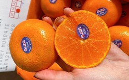 Quýt Úc đổ về chợ Việt giá rẻ khó tin, chỉ 20.000 đồng/kg