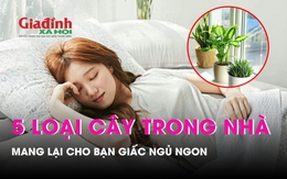 5 loại cây trồng trong nhà giúp bạn ngủ ngon hơn