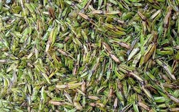 'Tôm bay' chốn thôn quê bỗng thành đặc sản đắt đỏ, được săn lùng