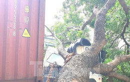 Tài xế container hoảng hồn khi cây xanh cổ thụ bất ngờ đè bẹp cabin