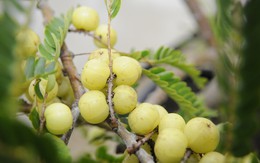 Loại quả được Trung Quốc xuất khẩu sang Ấn Độ giá đội lên gấp 10: Ở Việt Nam nửa triệu đồng/kg cũng có người mua