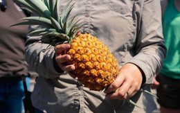 Loại quả giải khát bán đầy chợ Việt nhưng lại là biểu tượng sang chảnh ở Anh, giá lên tới 300 triệu đồng/quả