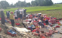 Người dân Quảng Trị xuống ruộng giúp tài xế thu gom cá do xe tải bị lật