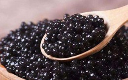 'Hạt ngọc trai của biển': Từ thức ăn cho lợn thành món xa xỉ bậc nhất