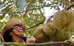 Độc lạ nghề nghe tiếng, ngửi mùi sầu riêng kiếm tiền triệu mỗi ngày