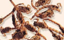 3 bài thuốc điều trị tai biến mạch máu não