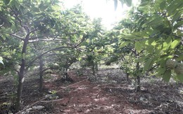 Trồng cây trên núi đá vôi cao sừng sững, mỗi năm thu lời cả trăm triệu