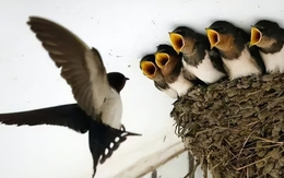 Chim làm tổ trong nhà nói lên điều gì về phong thủy?