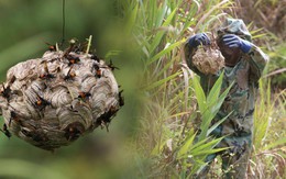 Người đàn ông vào rừng săn loài kịch độc, kiếm hàng chục triệu đồng