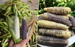 Lạ miệng ngô nữ hoàng đỏ, ngô ăn sống siêu ngọt thơm như hoa quả