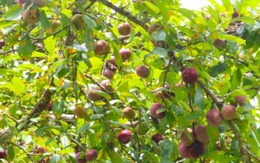 Hà Giang có một loại quả đặc sản thơm ngon đặc biệt, khi bổ có nước chảy ra đỏ như máu