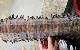 Trung Quốc tìm mua, giun đất sấy khô đắt nhất chợ mạng 1,5 triệu/kg