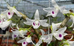 Mất hơn 4 tỷ đồng một tháng vì lan đột biến: Bài học đau đớn của một 9X