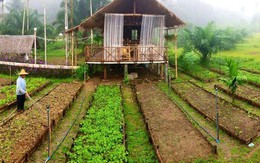 Ngôi nhà nổi bật với vườn rau xanh mướt 
