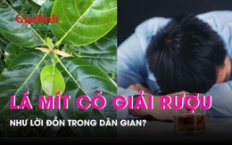 Lá mít có giải rượu như lời đồn trong dân gian?