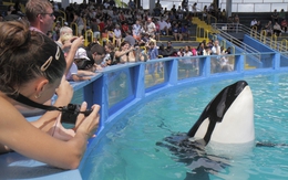 Chuyện buồn của chú cá voi bị bắt nhốt, giam cầm hơn 50 năm để mua vui cho con người