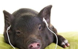 Chăn nuôi độc lạ: Cho vịt nằm điều hòa, lợn nghe nhạc, bò uống bia
