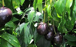 Cảnh báo về loại quả rừng giống quả cherry nhưng chứa độc tính và gây tử vong