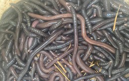 Phạt nặng tới 150 triệu đồng, kích điện tận diệt giun đất vẫn diễn ra rầm rộ