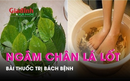 Ngâm chân bằng lá lốt thường xuyên tốt hơn thuốc bổ, vì sao?