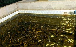 Nuôi con vật 'trơn tuột' trong nhà, thu tiền tỷ mỗi năm