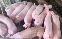 Giá lợn hơi 'tụt dốc', càng nuôi nhiều càng lỗ, nhiều hộ chăn nuôi lớn ở miền Bắc quyết định... bỏ trống chuồng
