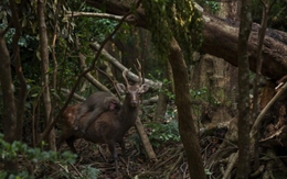 Nhiếp ảnh gia bắt được khoảnh khắc khỉ "tận hưởng chuyến đi miễn phí" trên lưng hươu trong rừng
