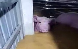 Lũ tràn vào trang trại ở Thanh Hóa, hơn 1.000 con lợn bị chết và cuốn trôi
