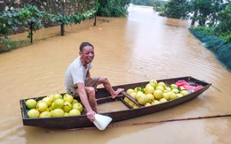 Người dân Hà Tĩnh tất bật thu hoạch quả đặc sản sau khi lũ rút