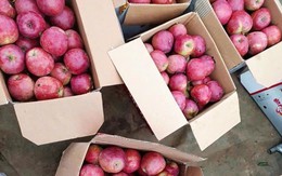 Trái cây 'ngoại' la liệt, nhiều loại siêu rẻ chỉ 12.000-20.000 đồng/kg