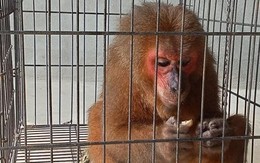 Người phụ nữ mua khỉ mặt đỏ quý hiếm để thả về rừng tự nhiên