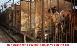 Đại Hàn Dân Quốc chính thức thông qua luật cấm ăn và bán thịt chó