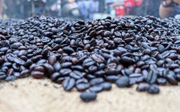 Nửa tháng thu gần 300 triệu USD, nông dân bán cà phê 'ăn Tết to'
