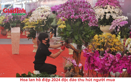 Hoa lan Hồ điệp Tết 2024 độc lạ, thu hút người mua