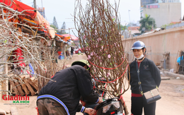 Hoa đào, hoa lê 'xuống phố', phục vụ người dân chơi Tết sớm