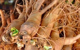 4 vị thuốc bổ huyết ai cũng cần biết