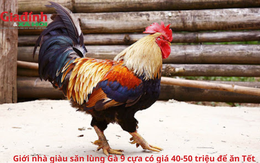 Giới nhà giàu chi hẳn 40-50 triệu đồng mua 1 con gà về ăn Tết