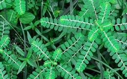 Bất ngờ với công dụng của cây chó đẻ răng cưa - loại cây mọc hoang tưởng như 'vô dụng'