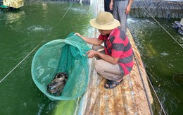 Nuôi loài da trơn được ví như 'nhân sâm nước' lão nông thu lãi tiền tỷ