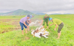 Hà Tĩnh quyết liệt bảo vệ chim trời, không tiếp khách, liên hoan… thực phẩm được chế biến từ chim hoang dã, di cư.